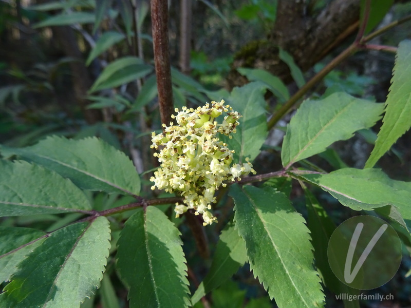 Roter Holunder: Blüten