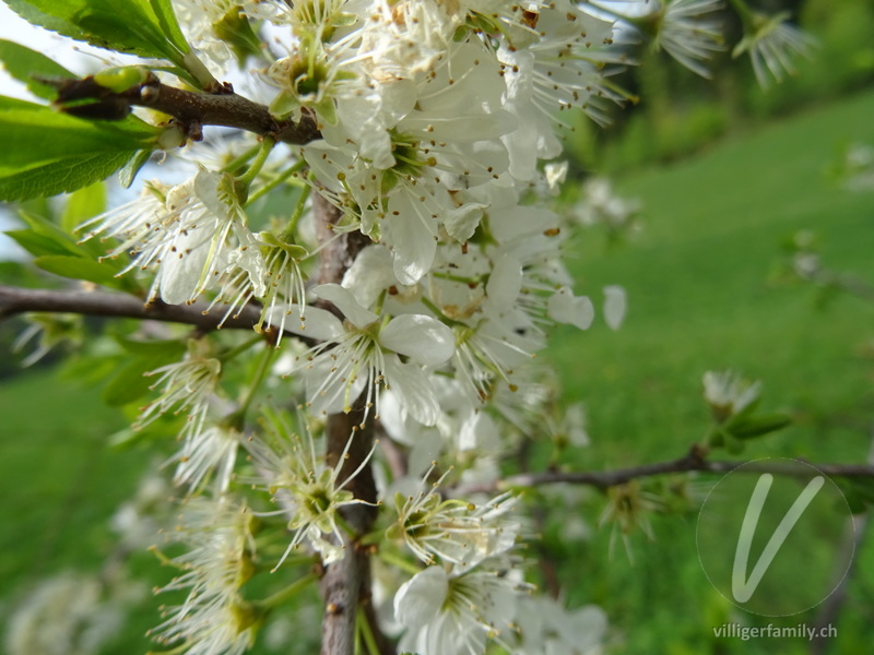Schwarzdorn: Blüten