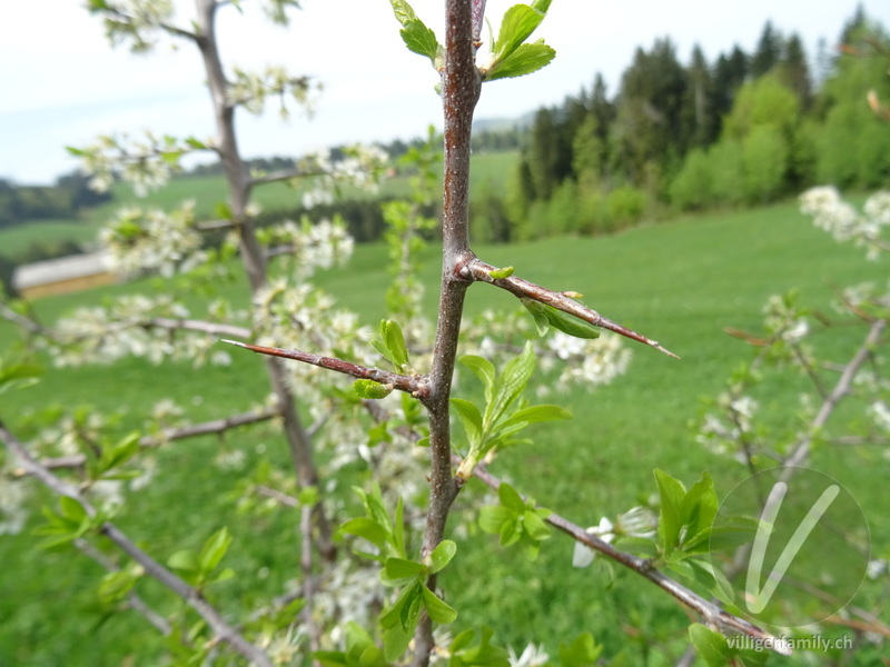 Schwarzdorn: Stengel
