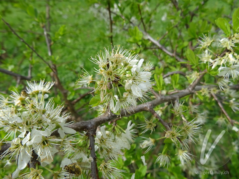 Schwarzdorn: Blüten