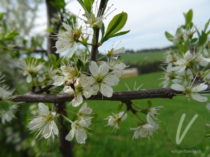 Schwarzdorn: Blüten