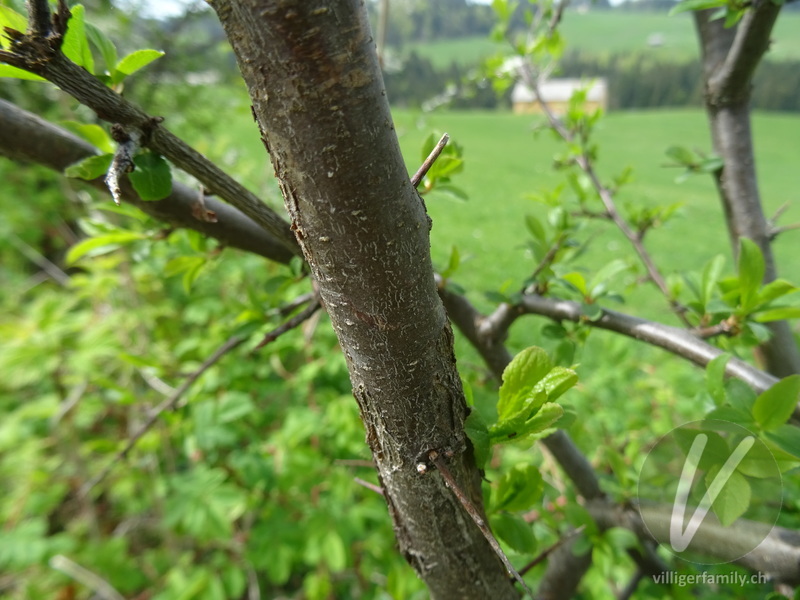 Schwarzdorn: Stengel