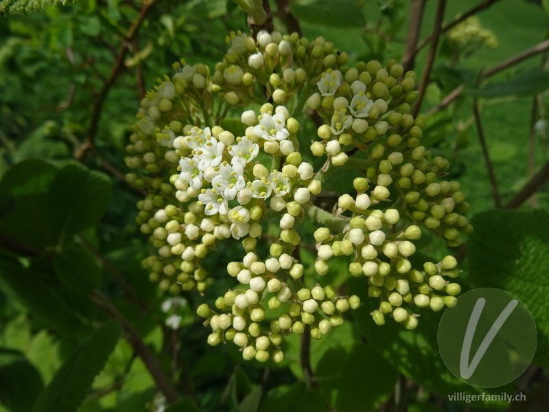 Wolliger Schneeball: Blüten