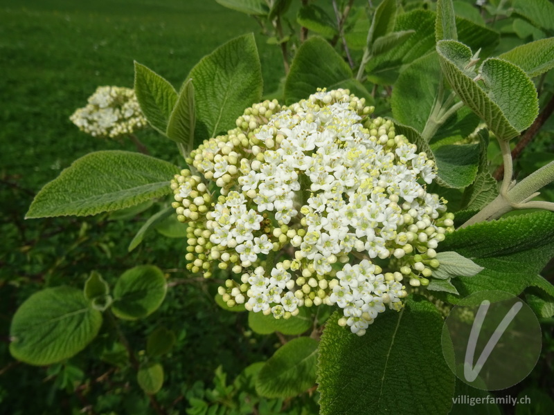 Wolliger Schneeball: Blüten