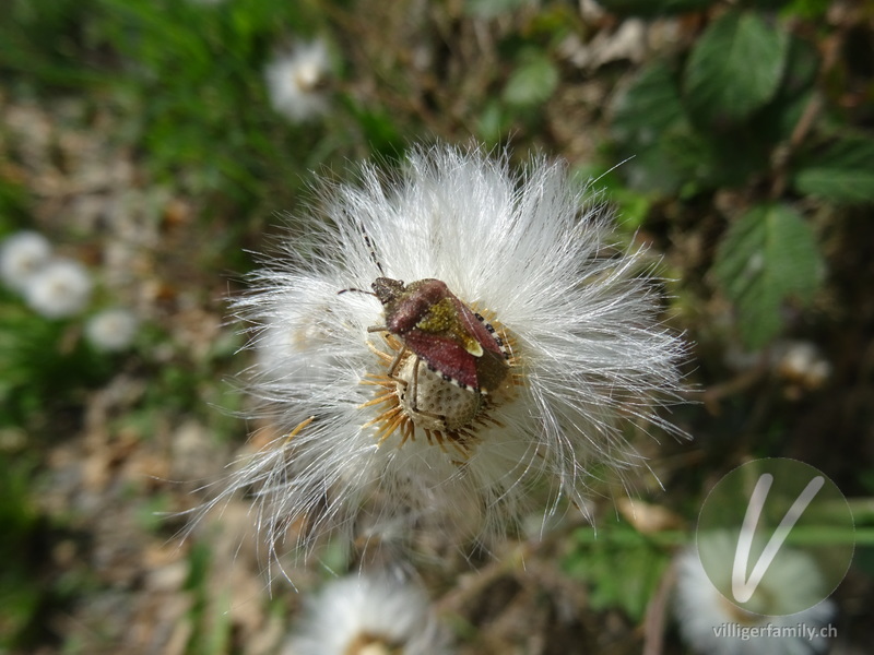 Beerenwanze: 