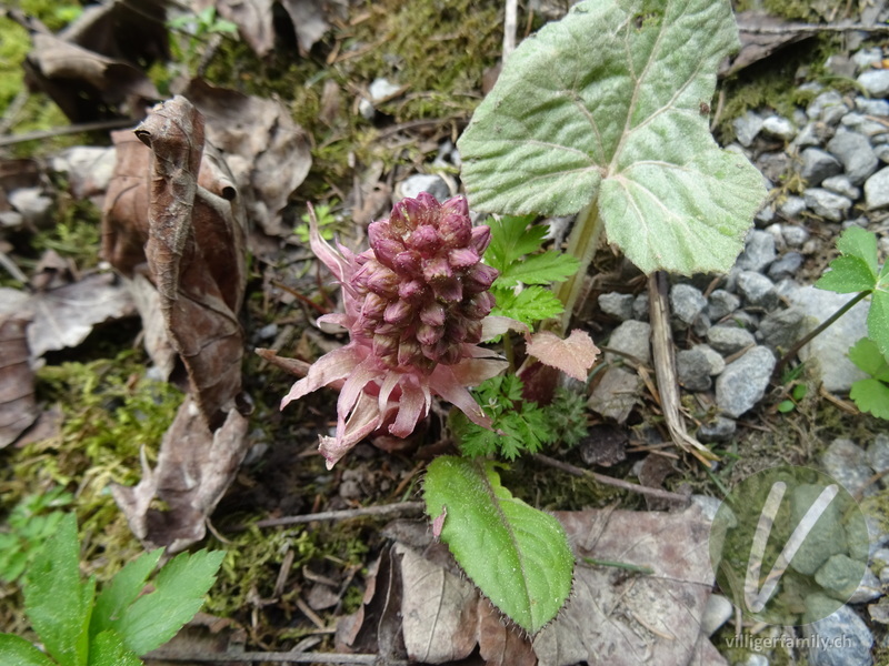 Rote Pestwurz: Gesamtbild, Blüten
