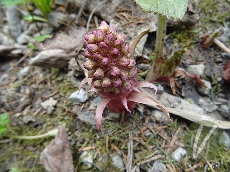 Rote Pestwurz: Blüten, Gesamtbild