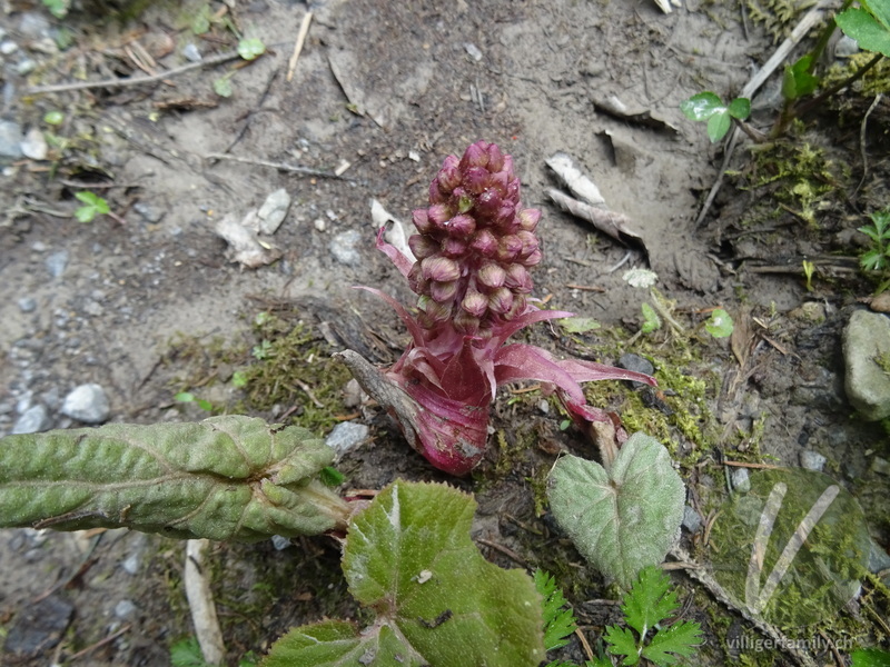 Rote Pestwurz: Blüten, Gesamtbild