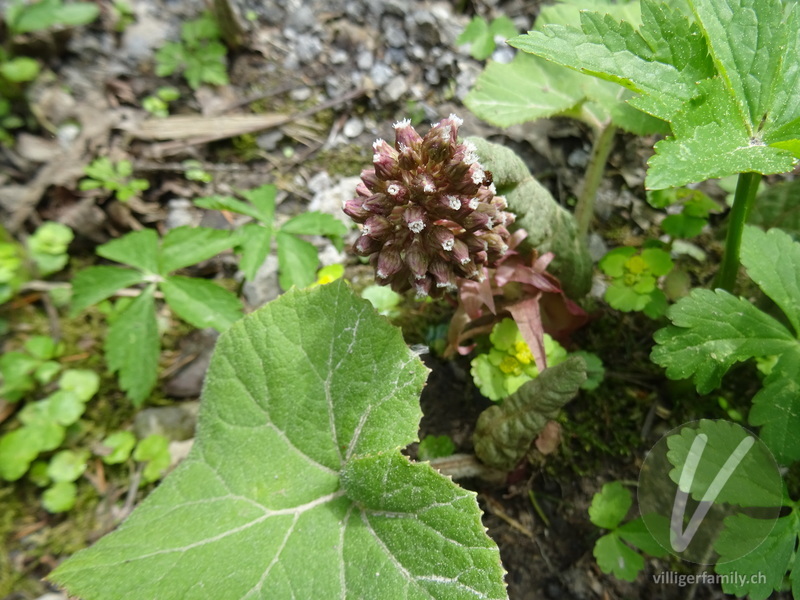 Rote Pestwurz: Blüten, Blätter