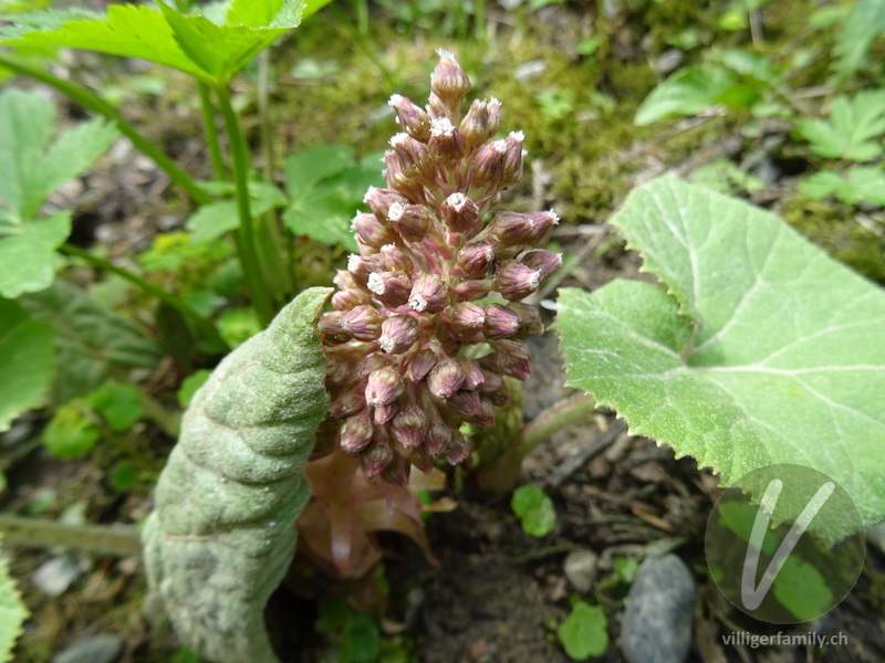 Rote Pestwurz: Blüten, Blätter, Gesamtbild