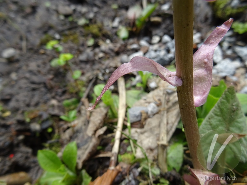 Rote Pestwurz: Blätter, Stengel