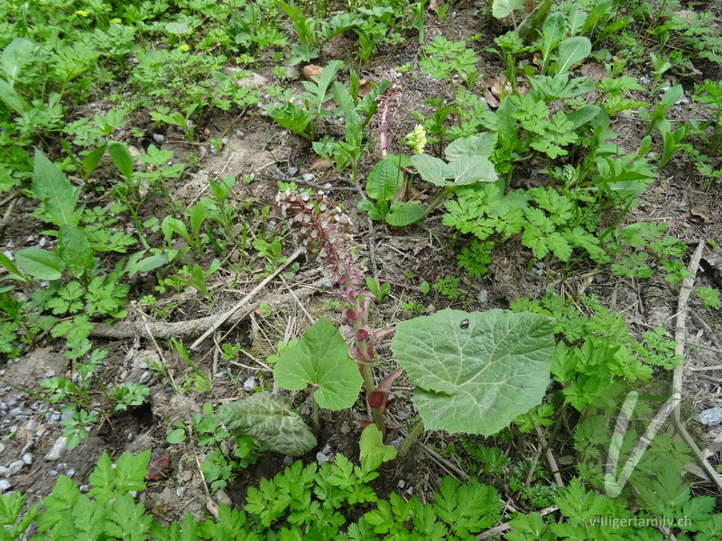 Rote Pestwurz: Gesamtbild, Blätter