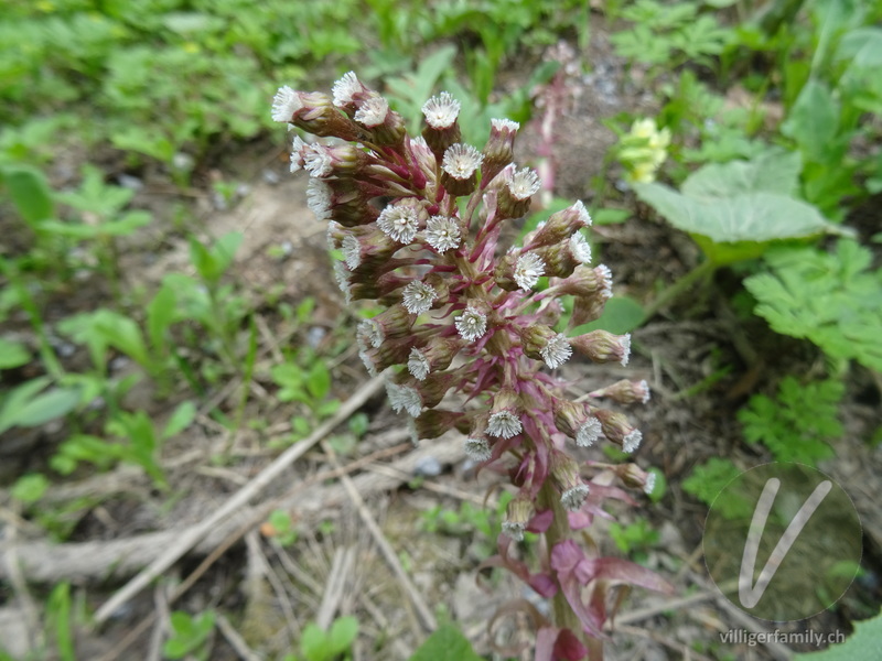 Rote Pestwurz: Blüten