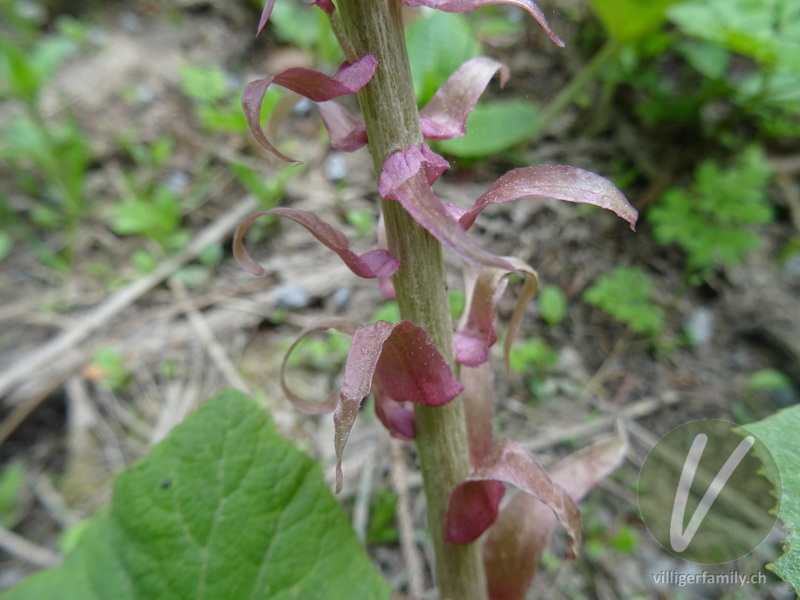Rote Pestwurz: Blätter, Stengel