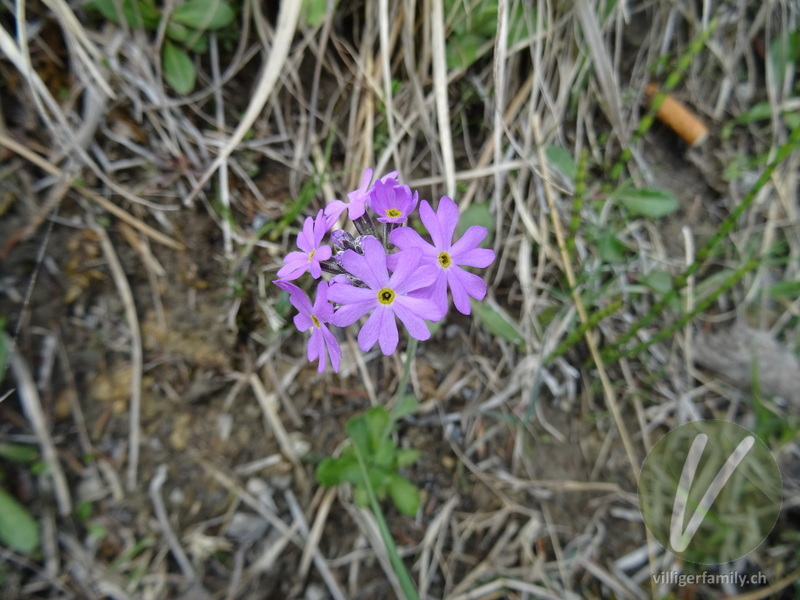 Mehl-Primel: Blüten