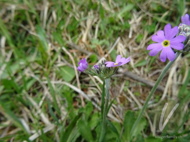 Mehl-Primel: Blüten