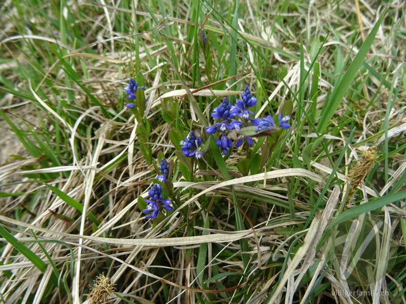 Voralpen-Kreuzblume: Gesamtbild, Blüten