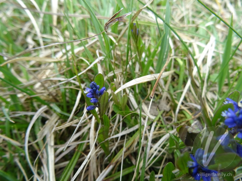 Voralpen-Kreuzblume: Blätter, Blüten