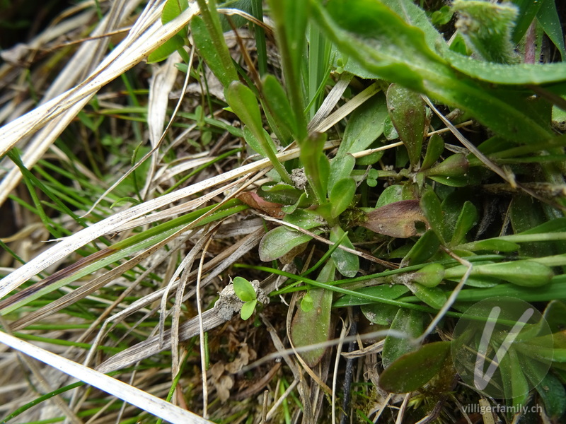 Voralpen-Kreuzblume: Blätter