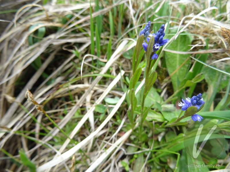 Voralpen-Kreuzblume: Gesamtbild, Blüten, Blätter