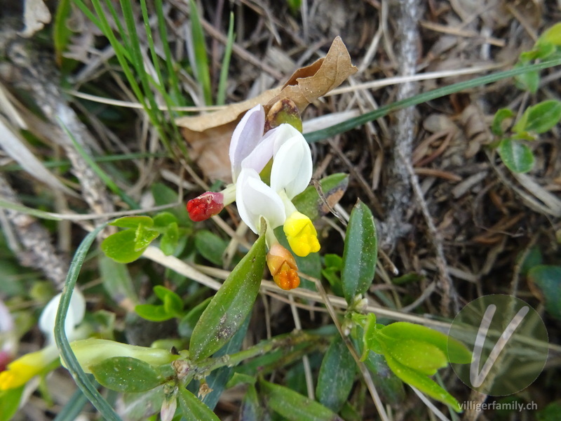 Buchsblättrige Kreuzblume: Blüten