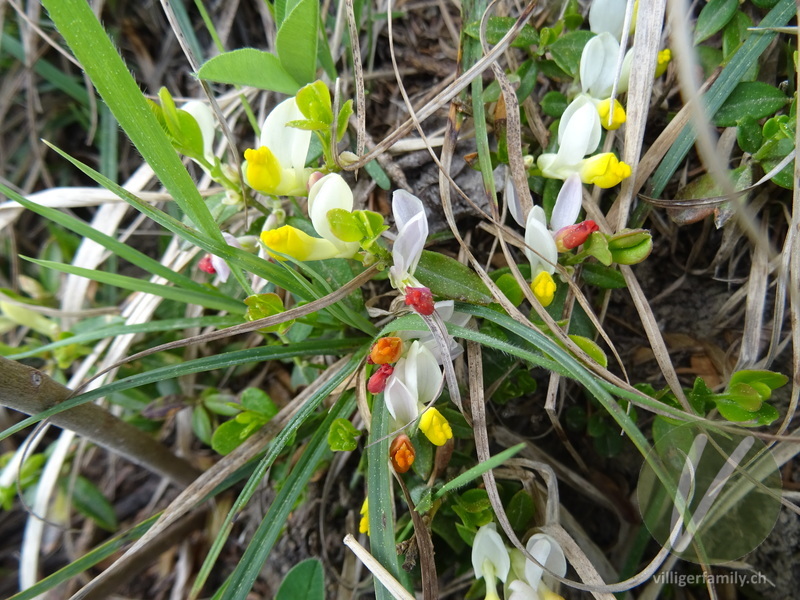 Buchsblättrige Kreuzblume: Blüten