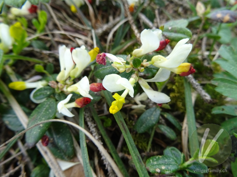 Buchsblättrige Kreuzblume: Blüten