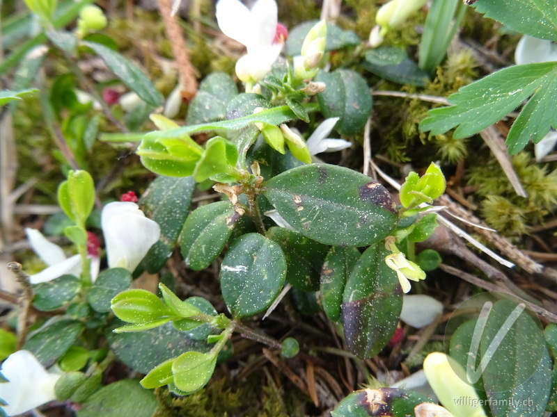 Buchsblättrige Kreuzblume: Blätter