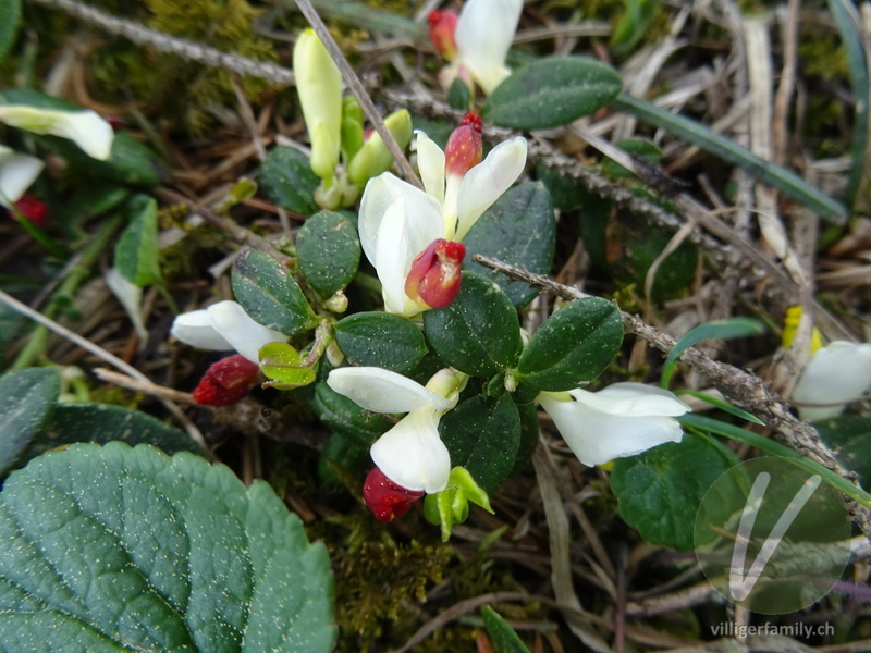 Buchsblättrige Kreuzblume: Blüten, Blätter