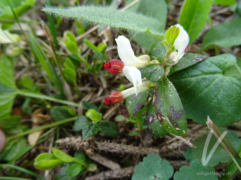 Buchsblättrige Kreuzblume: Blüten