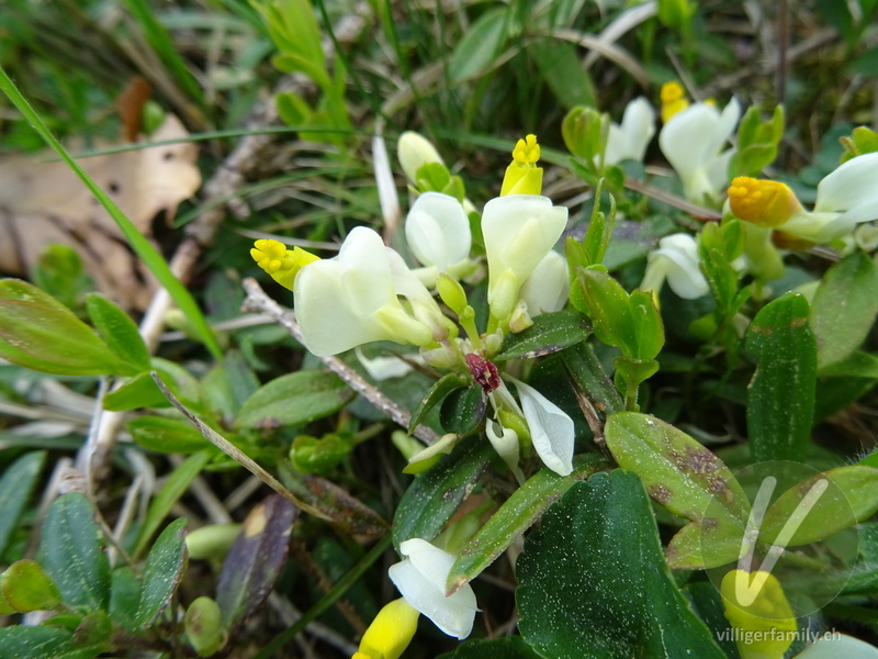Buchsblättrige Kreuzblume: Blüten