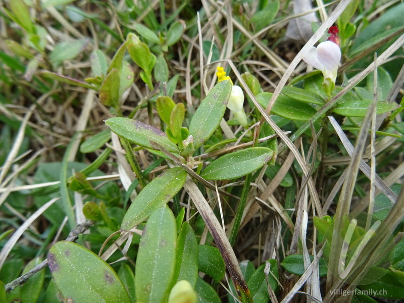 Buchsblättrige Kreuzblume: Blätter