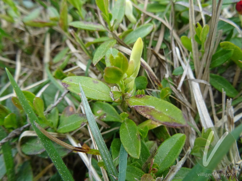 Buchsblättrige Kreuzblume: Blätter