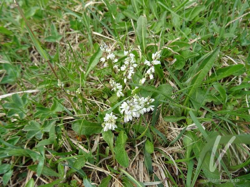 Bittere Kreuzblume: Gesamtbild