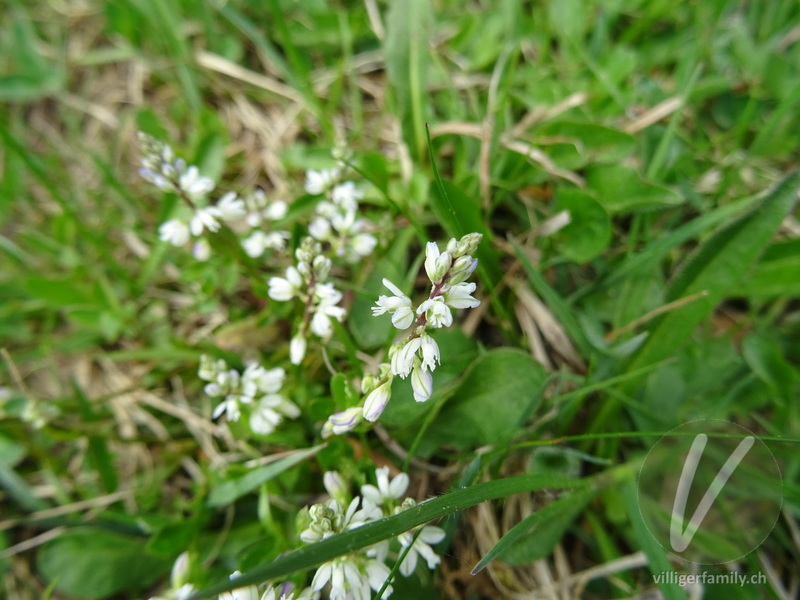 Bittere Kreuzblume: Blüten