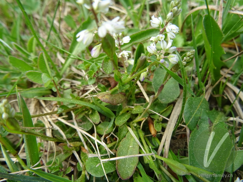 Bittere Kreuzblume: Blätter