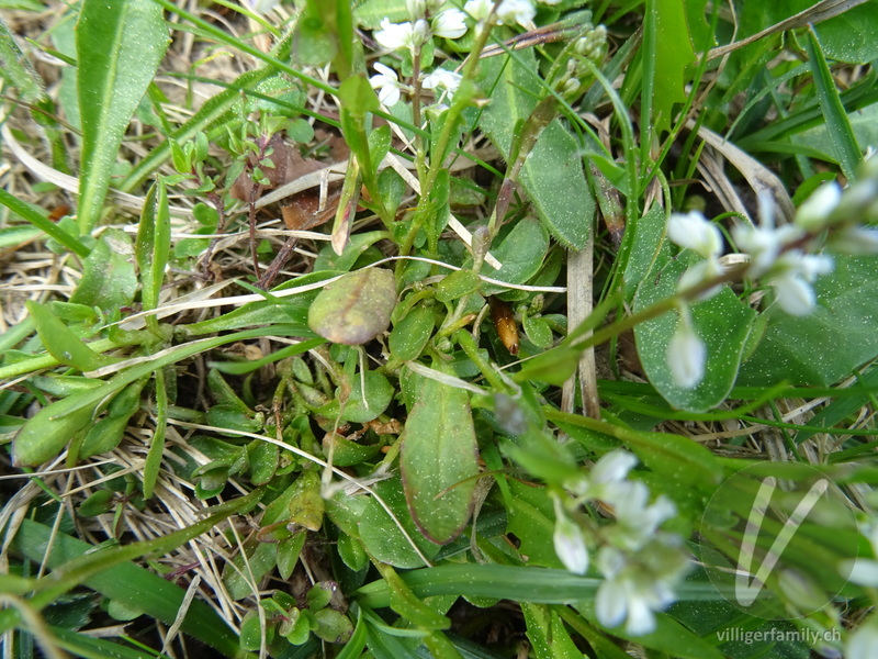 Bittere Kreuzblume: Blätter