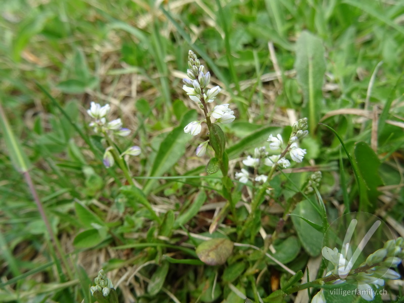 Bittere Kreuzblume: Blüten, Gesamtbild