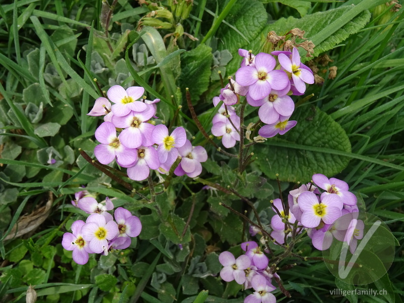 Kaukasische Alpen-Gänsekresse: Blüten