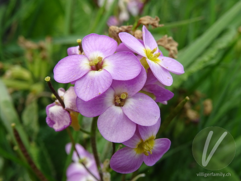 Kaukasische Alpen-Gänsekresse: Blüten