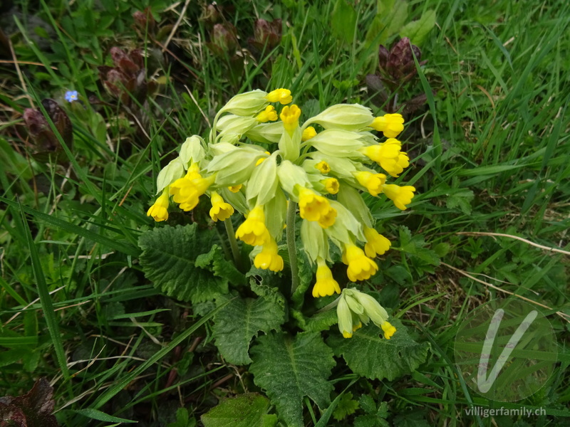 Gewöhnliche Frühlings-Schlüsselblume: Blüten, Gesamtbild