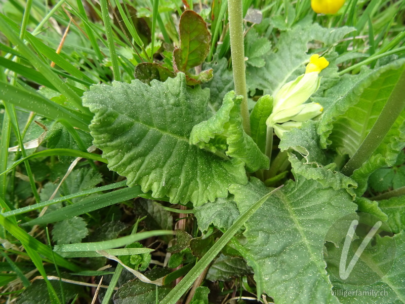 Gewöhnliche Frühlings-Schlüsselblume: Blätter