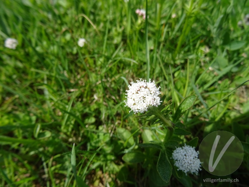 Sumpf-Baldrian: Blüten