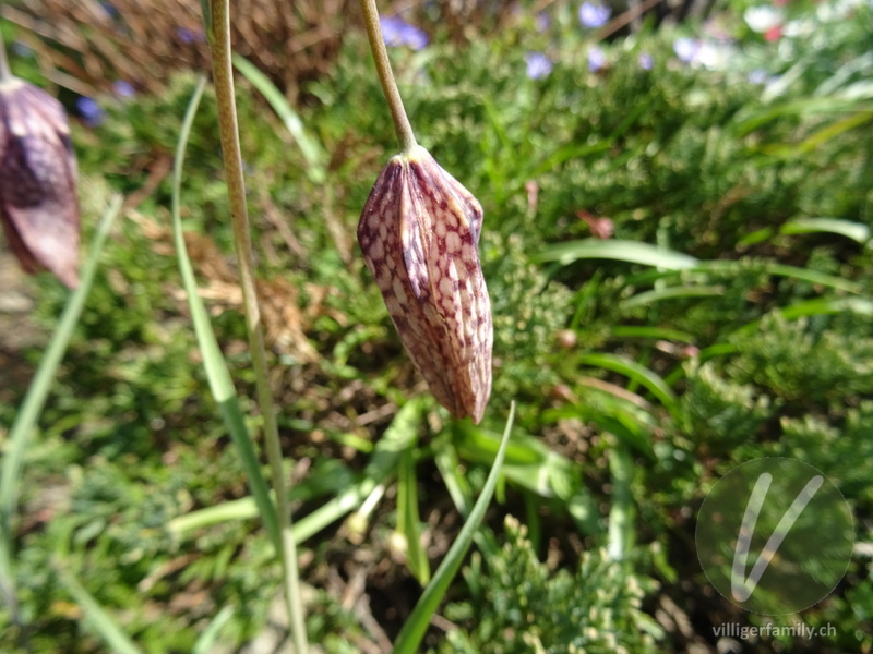 Perlhuhn-Schachblume: Blüten