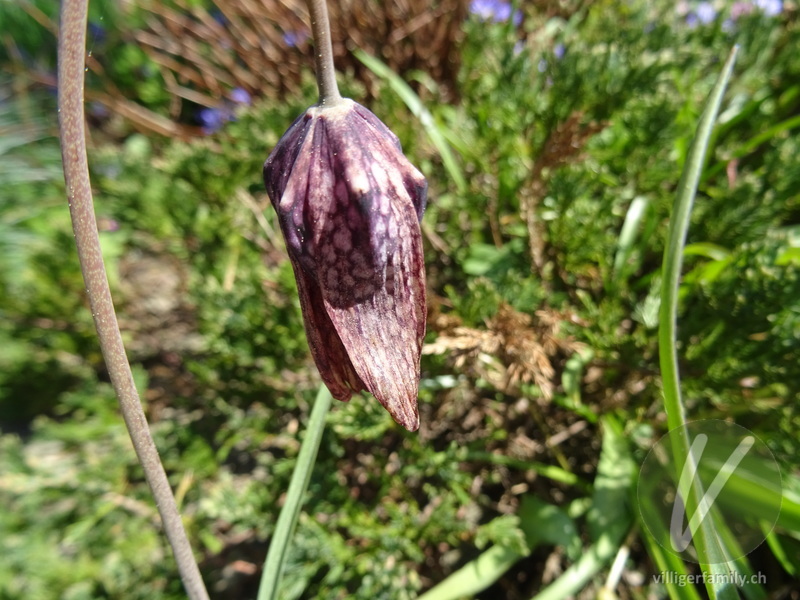 Perlhuhn-Schachblume: Blüten