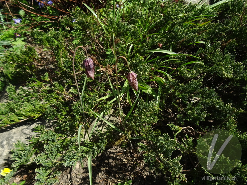 Perlhuhn-Schachblume: Gesamtbild