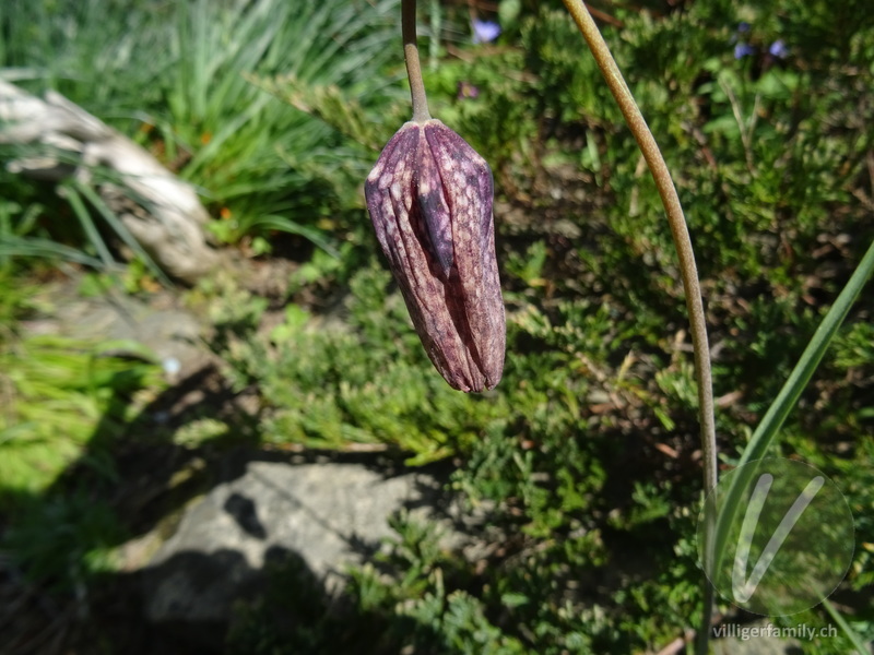 Perlhuhn-Schachblume: Blüten