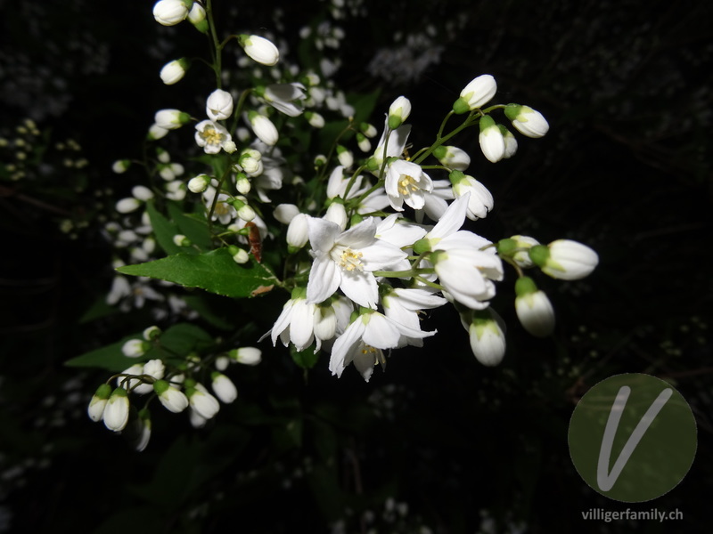 Deutzie: Blüten