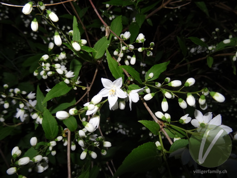 Deutzie: Blüten