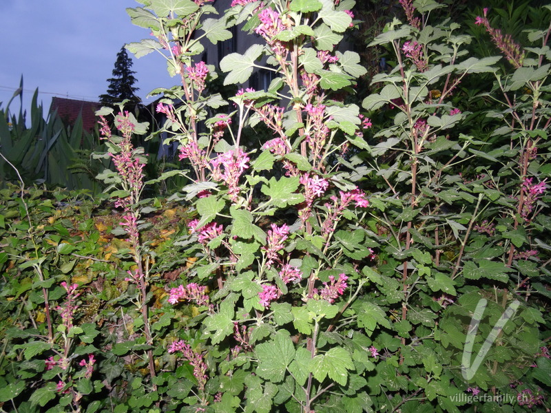 Blut-Johannisbeere: Gesamtbild
